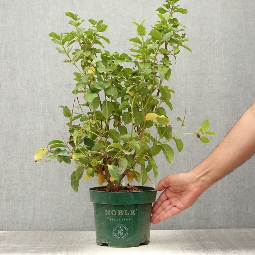 Esimerkki kesällä toimitetusta Laakeriheisi Lisarose Pot de 3L/4L-taimesta