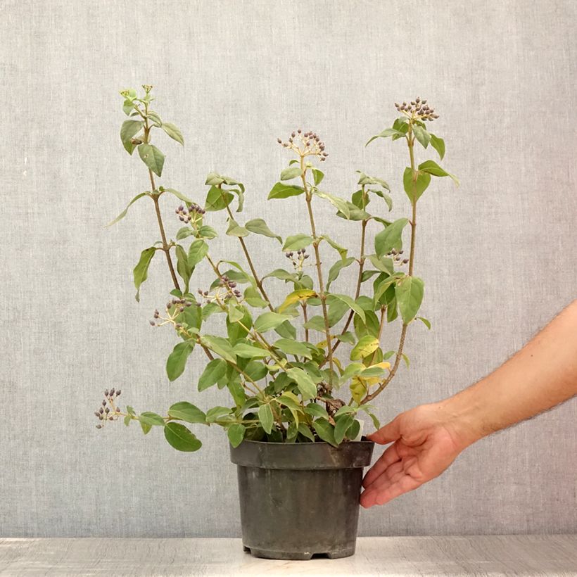Esimerkki kesällä toimitetusta Laakeriheisi Purpureum Pot de 2L/3L-taimesta