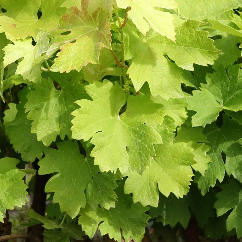Aitoviiniköynnös Albarossa (Lehvistö)