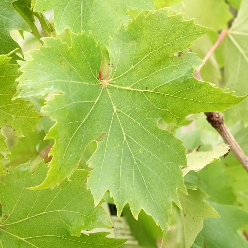 Aitoviiniköynnös Ampelia Aladin (Lehvistö)