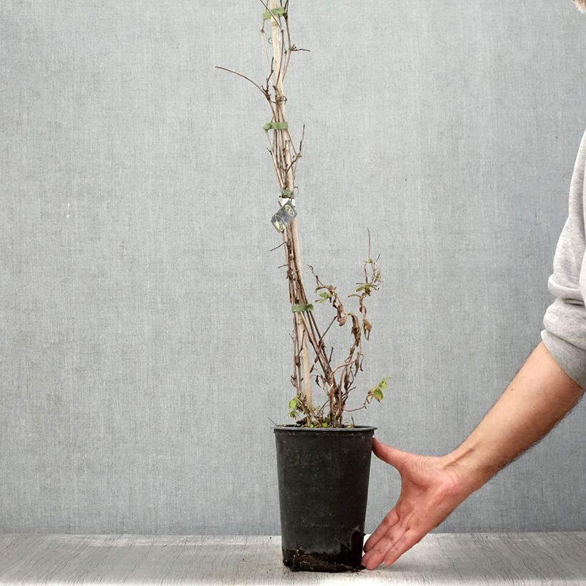 Esimerkki syksyllä toimitetusta Vigne Amurensis - Vigne du fleuve Amour Pot de 3L/4L-taimesta