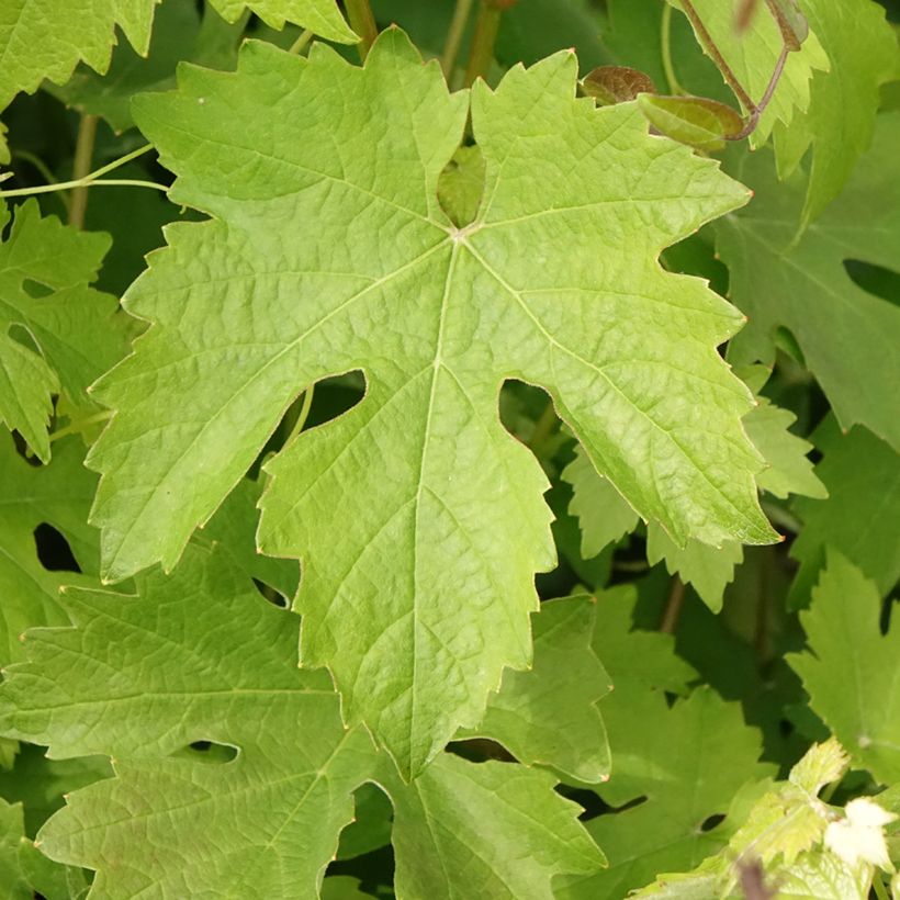 Aitoviiniköynnös Barbera (Lehvistö)
