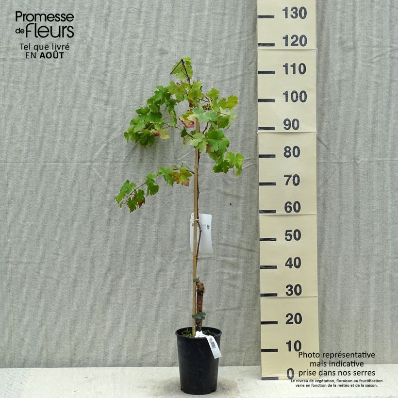 Esimerkki kesällä toimitetusta Vigne Cabernet Sauvignon - Vitis vinifera Pot de 1L/1,5L-taimesta