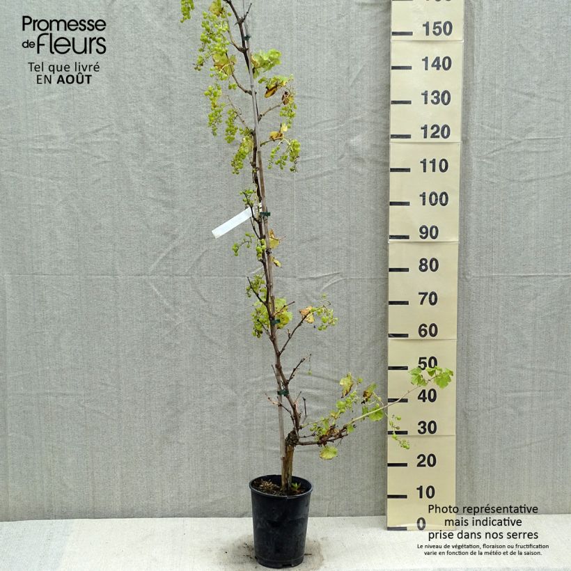 Esimerkki kesällä toimitetusta Vigne Chasselas Fontainebleau Pot de 2L/3L-taimesta