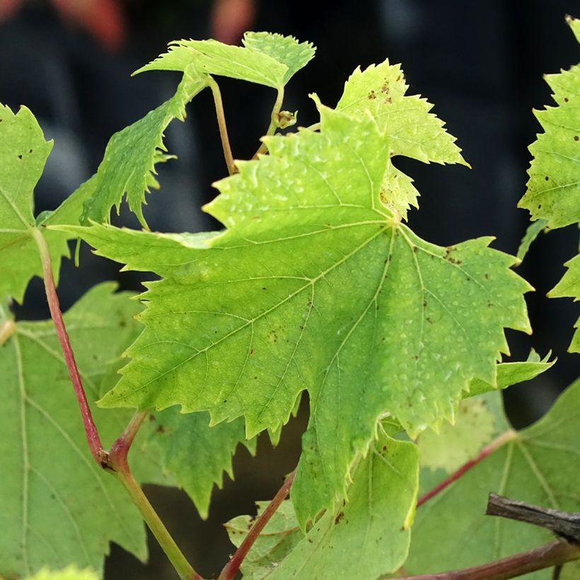 Aitoviiniköynnös Chasselas de Fontainebleau (Lehvistö)