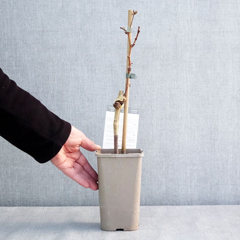 Esimerkki talvella toimitetusta Vigne Chasselat Cioutat Pot de 1,5L/2L-taimesta