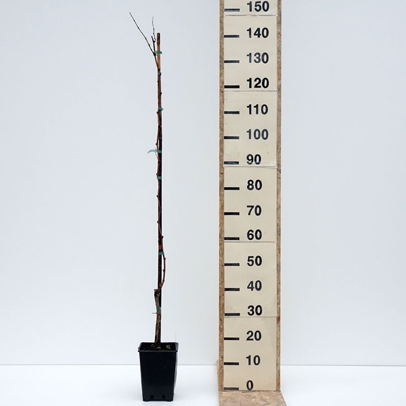 Esimerkki talvella toimitetusta Vigne Citrina - Vitis vinifera Pot de 1,5L/2L-taimesta