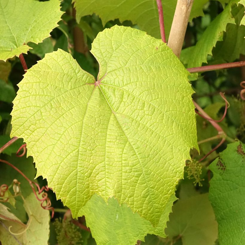 Ruosteviini - Vitis coignetiae (Lehvistö)