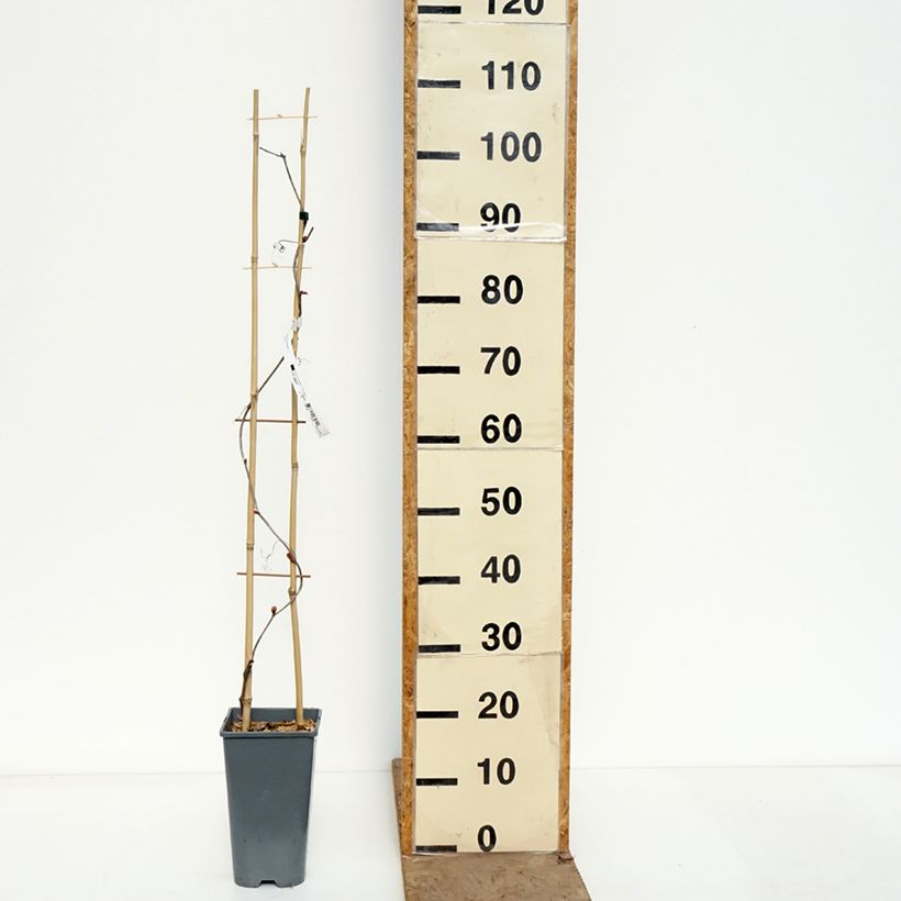 Esimerkki keväällä toimitetusta Ruosteviini Sunning Dale Pot de 3L/4L-taimesta