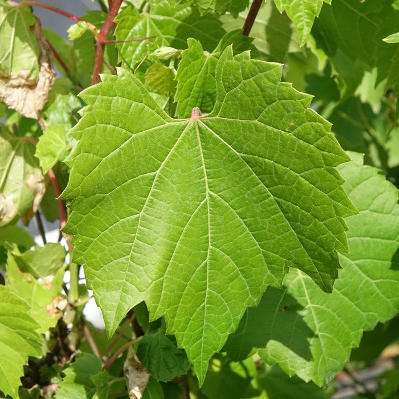 Törmäviini - Vitis riparia (Lehvistö)