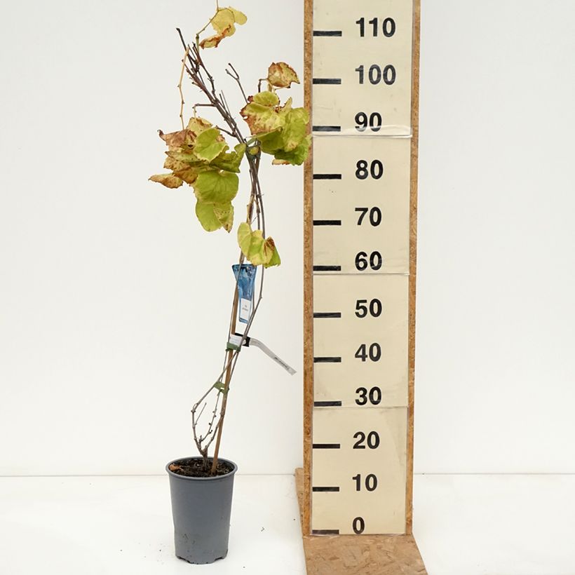 Esimerkki syksyllä toimitetusta Törmäviini - Vitis riparia 3 litran/4 litran ruukku-taimesta