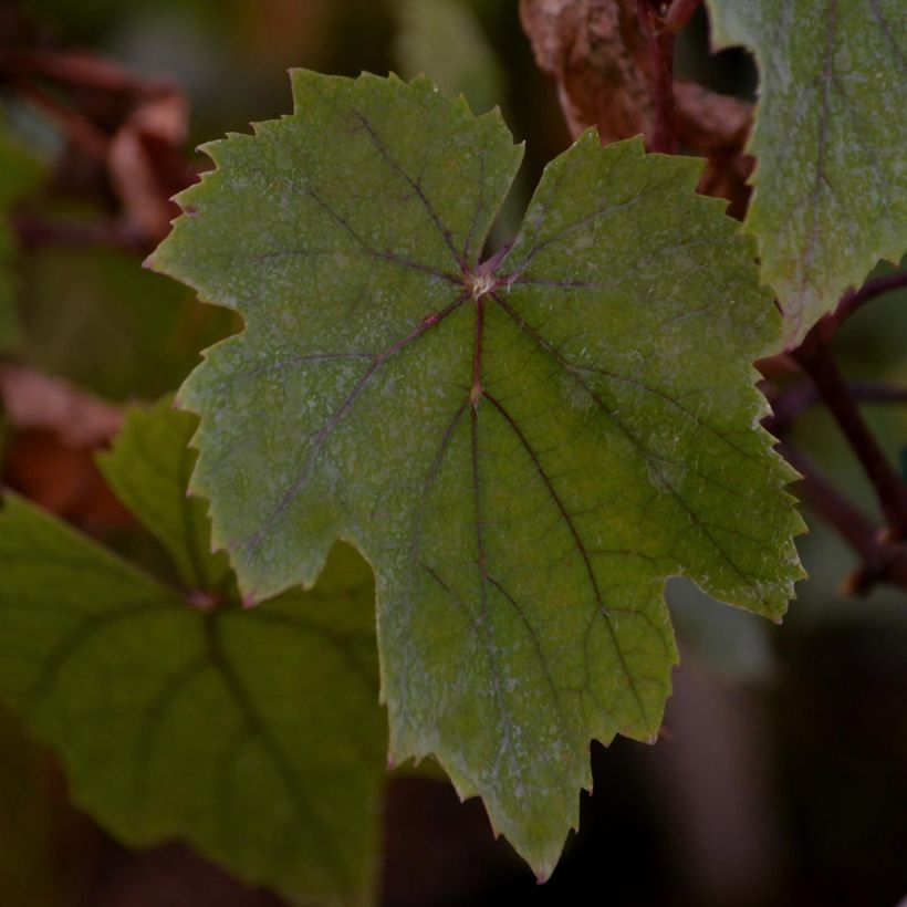 Aitoviiniköynnös Purpurea (Lehvistö)