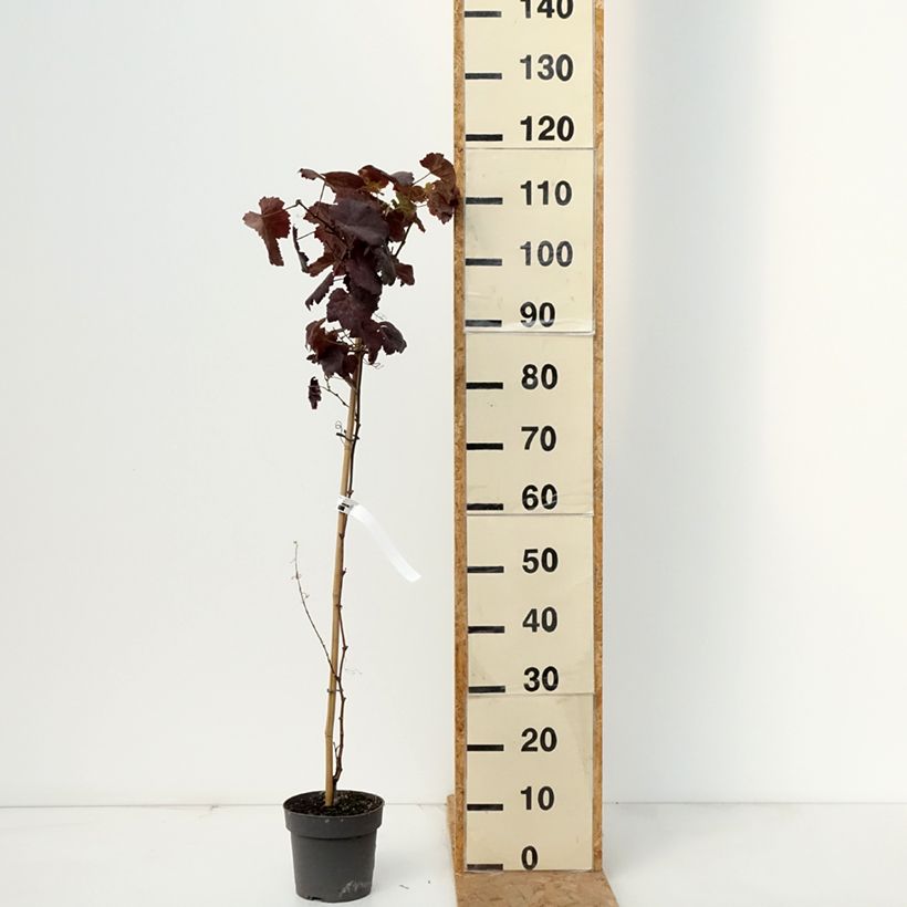 Esimerkki syksyllä toimitetusta Aitoviiniköynnös Purpurea 2 litran/3 litran ruukku-taimesta