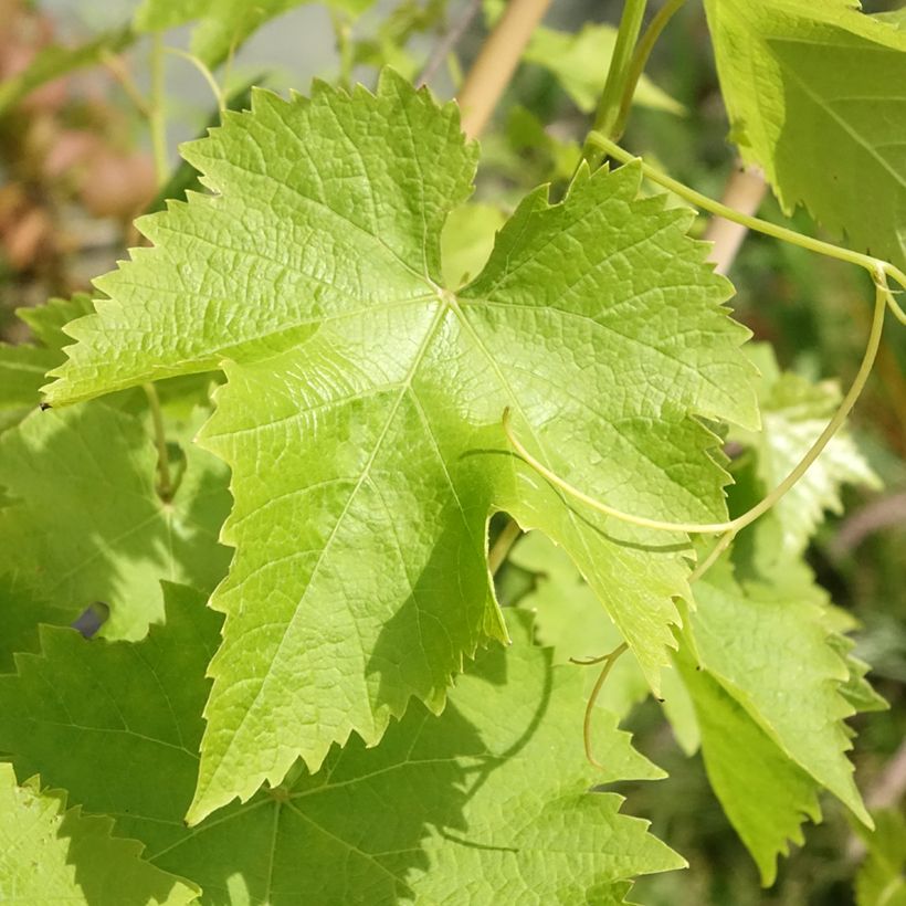 Aitoviiniköynnös (tuorekäyttö) Autumn Royal (Lehvistö)