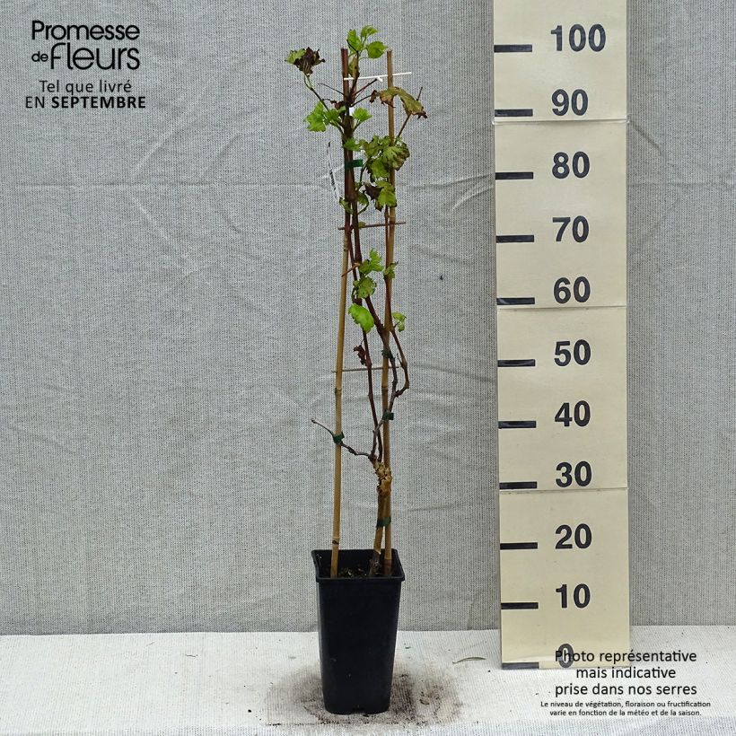 Esimerkki syksyllä toimitetusta Vigne de table Autumn Royal - Variété rouge apyrène Pot de 1,5L/2L-taimesta