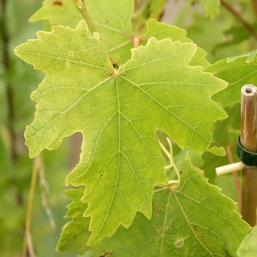 Aitoviiniköynnös Crimson Seedless (Lehvistö)