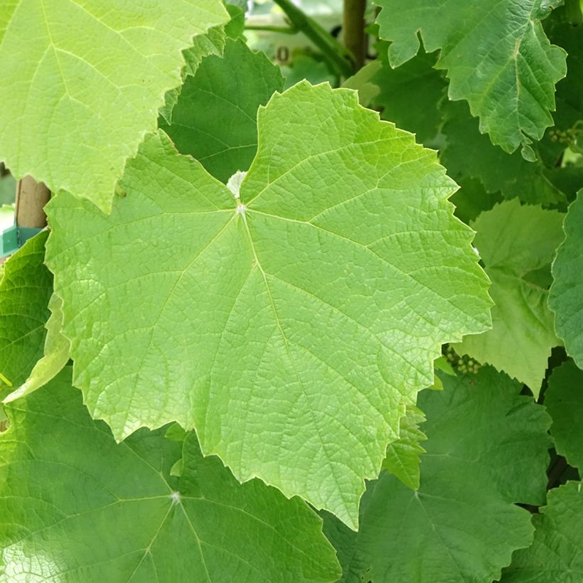 Viiniköynnös Bianca (Lehvistö)