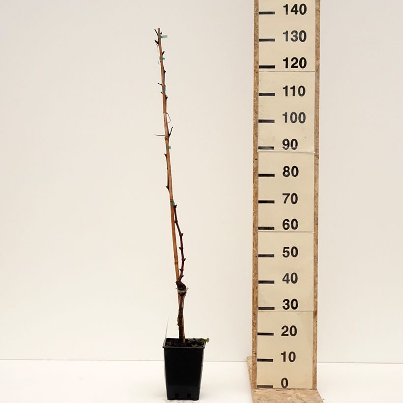 Esimerkki talvella toimitetusta Vigne de table Leopoldo - Vitis vinifera Pot de 1,5L/2L-taimesta