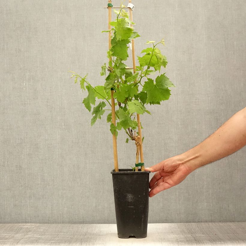 Esimerkki kesällä toimitetusta Vigne de table Lilla - Vitis vinifera  Pot de 3L/4L-taimesta