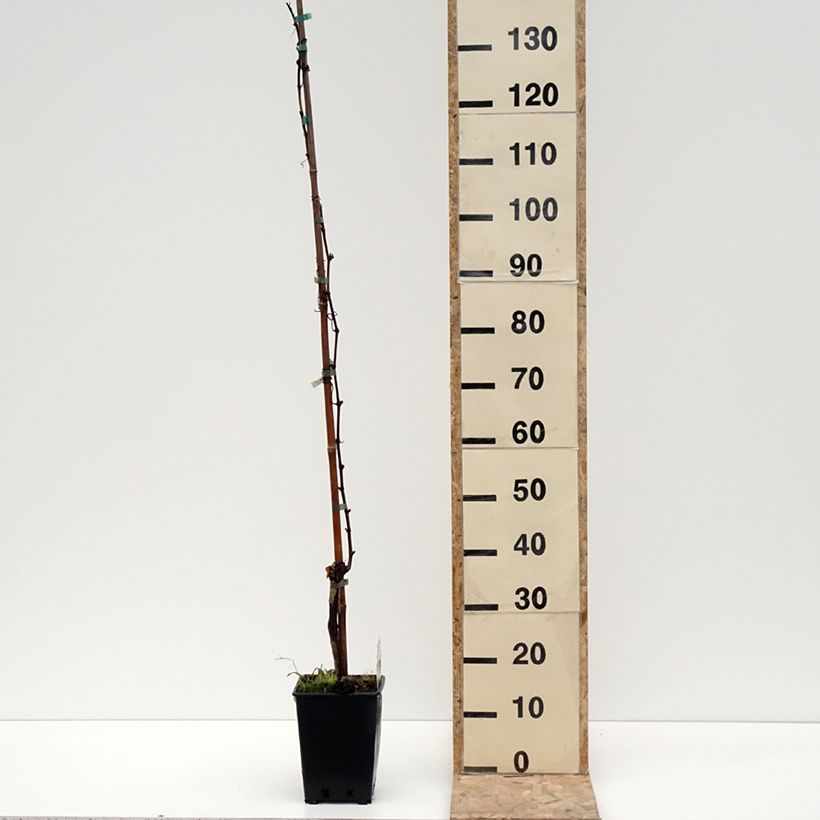Esimerkki talvella toimitetusta Vigne de table Moscato Giallo - Vitis vinifera Pot de 1,5L/2L-taimesta