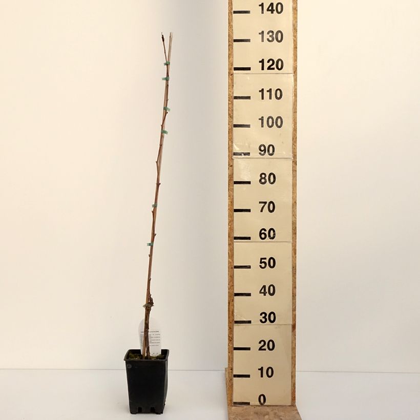 Esimerkki talvella toimitetusta Vigne de table Opalina - Vitis hybrida Pot de 3L/4L-taimesta