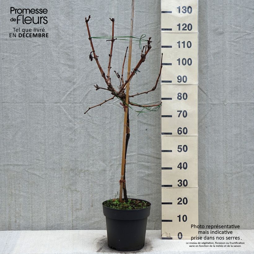 Esimerkki talvella toimitetusta Vigne de table Picurka - Vitis vinifera Pot de 7,5L/10L, Tige, Tige de 70 cm-taimesta