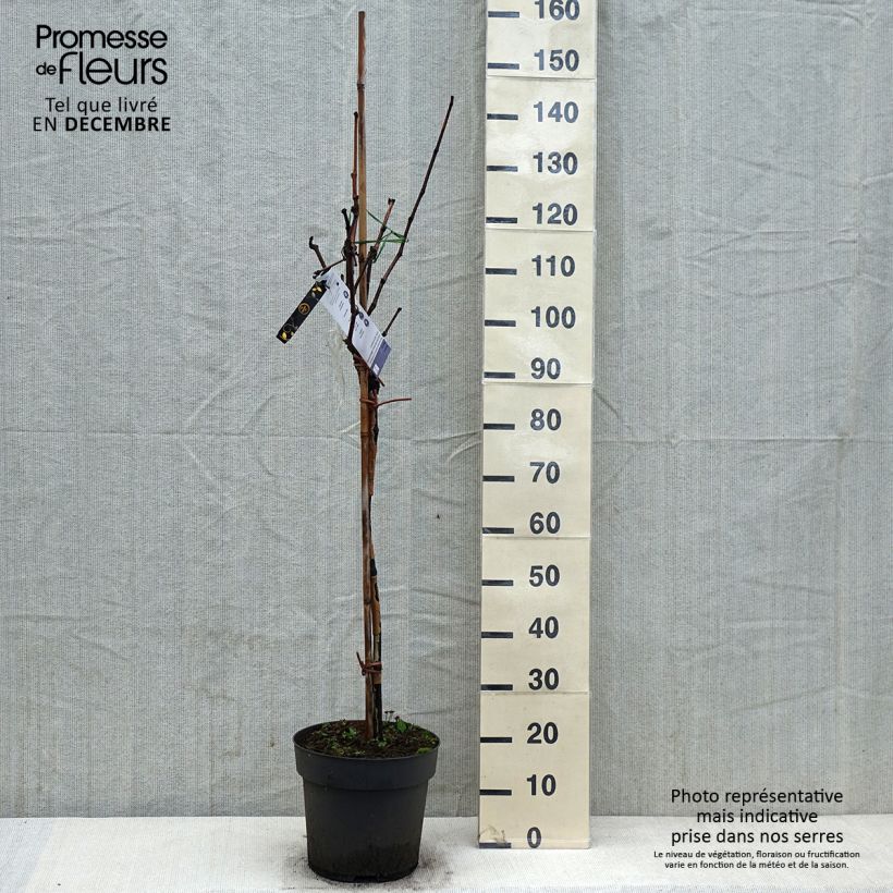 Esimerkki talvella toimitetusta Vigne de table Rhea - Vitis vinifera Pot de 7,5L/10L, Tige, Tige de 70 cm-taimesta