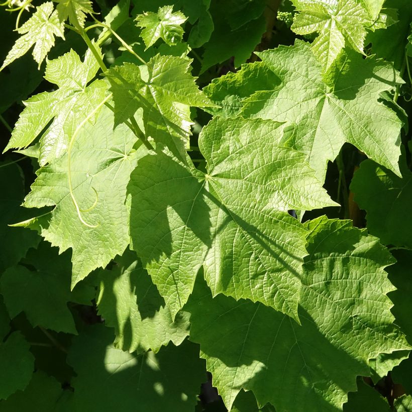 Viiniköynnös Topazia (Lehvistö)