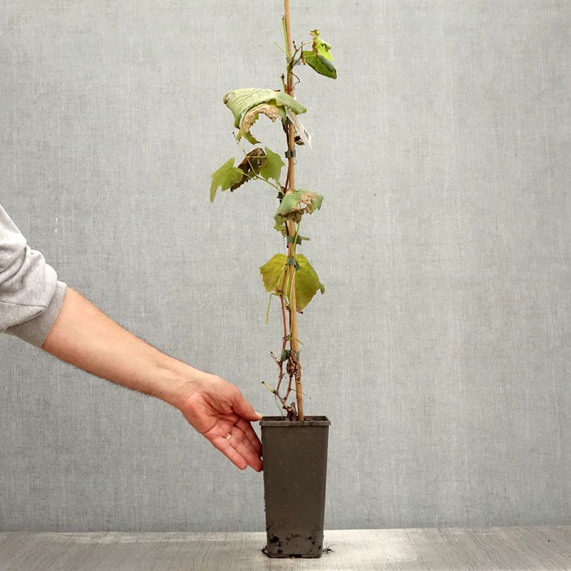Esimerkki syksyllä toimitetusta Vigne de table Vanessa - Vitis vinifera Pot de 2L/3L-taimesta