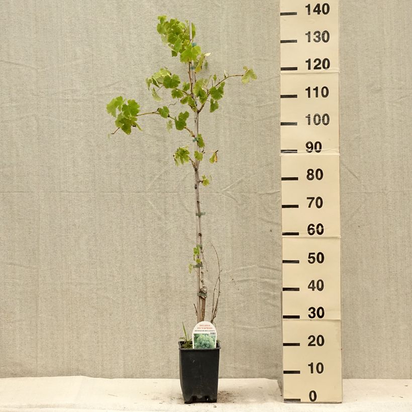 Esimerkki kesällä toimitetusta Aitoviiniköynnös Delizia di Vaprio Pot de 3L/4L-taimesta