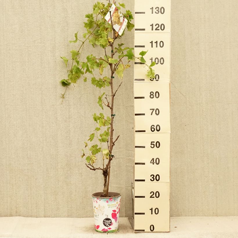 Esimerkki kesällä toimitetusta Vigne Evita Pot de 4L/5L-taimesta
