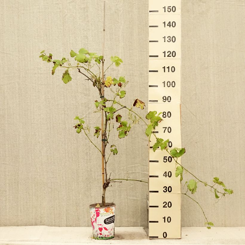 Esimerkki kesällä toimitetusta Vigne Fanny Pot de 4L/5L-taimesta