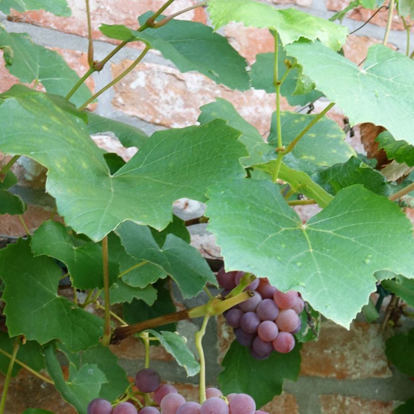 Ojukkaviini Fragola Nera (Lehvistö)