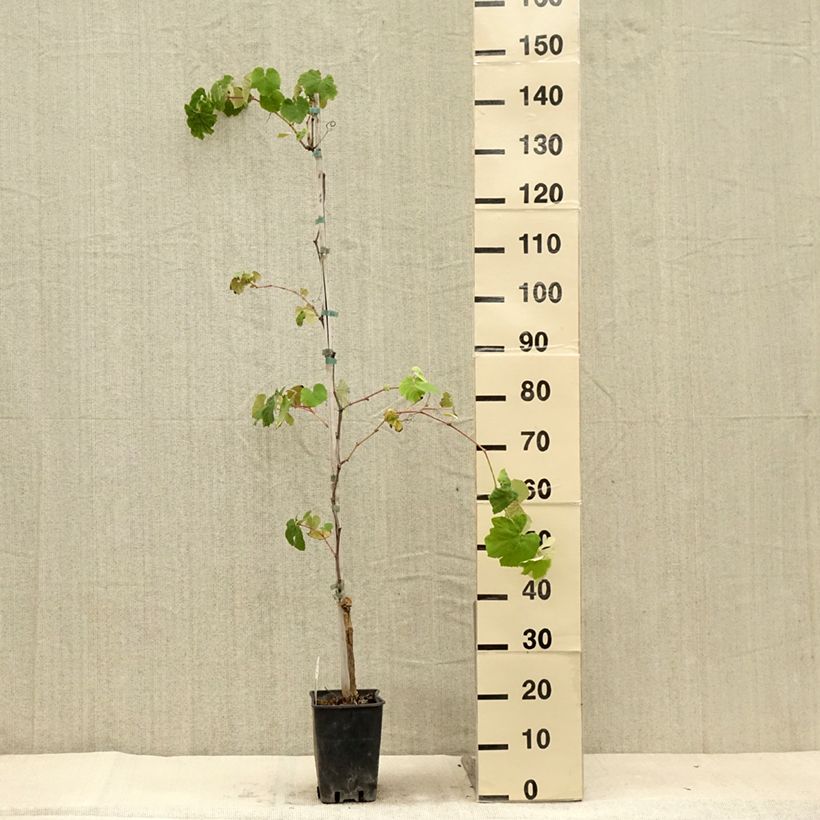 Esimerkki kesällä toimitetusta Ojukkaviini Fragola Nera Ruukku 4L / 5L-taimesta