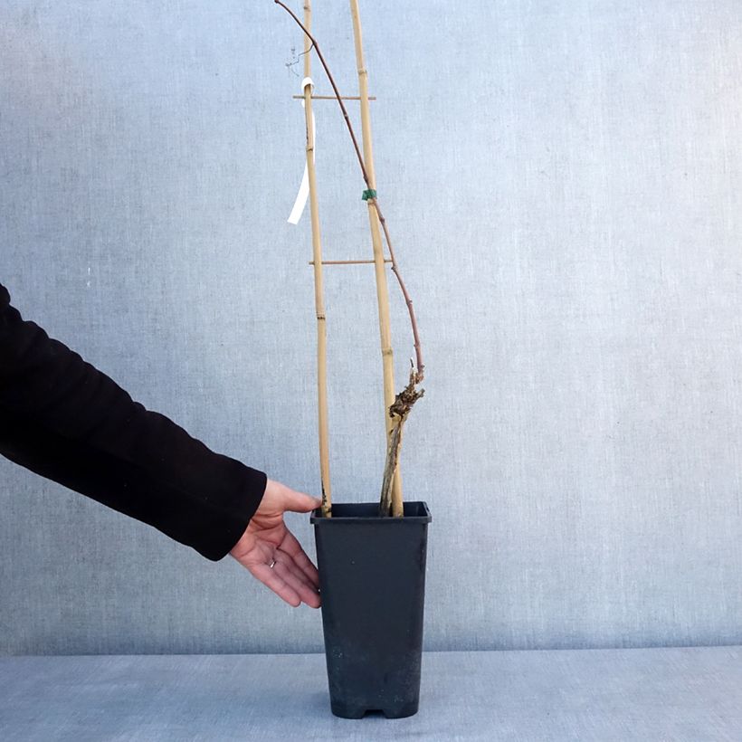 Esimerkki talvella toimitetusta Vigne Italia Pot de 1,5L/2L-taimesta