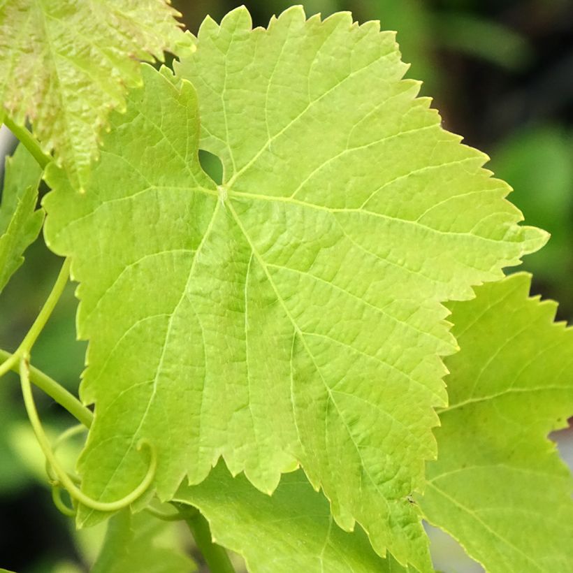 Aitoviiniköynnös Merlot (Lehvistö)