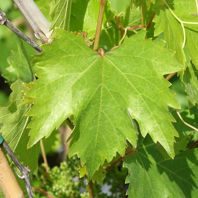 Aitoviiniköynnös Moscato Monregalese (Lehvistö)