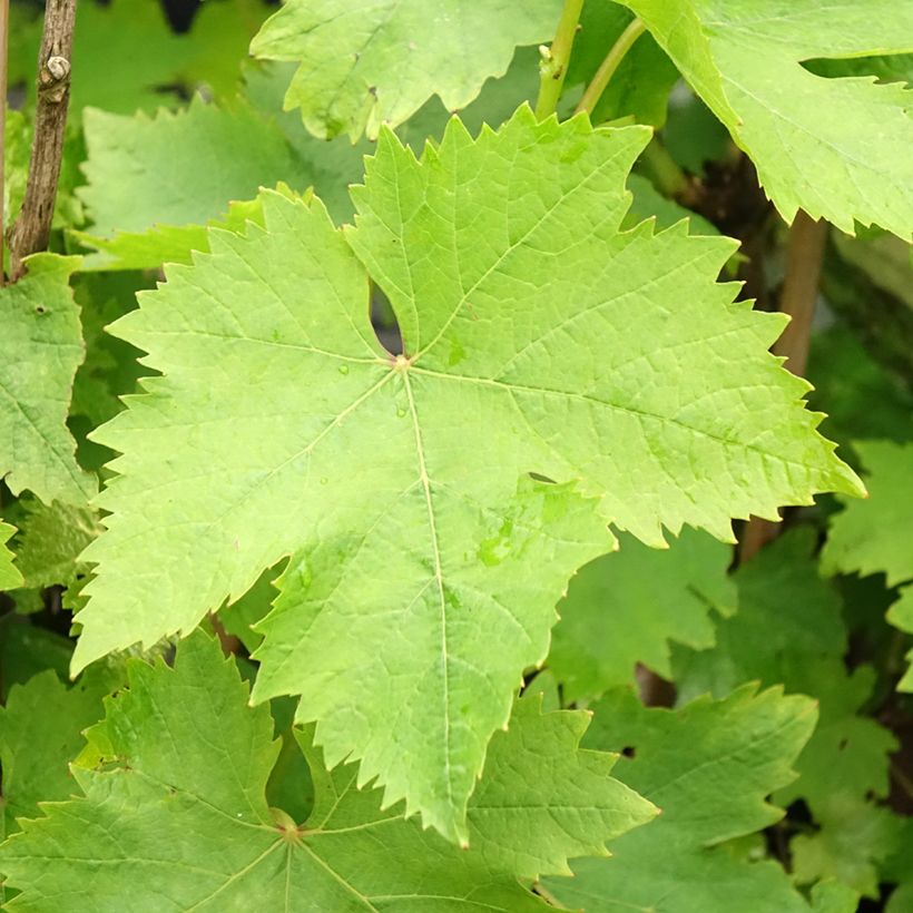 Aitoviiniköynnös Muscat d'Alexandrie (Lehvistö)