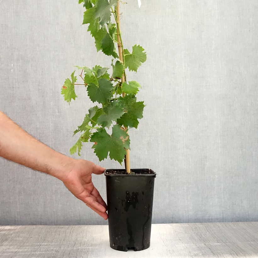 Esimerkki kesällä toimitetusta Vigne Muscat Petits grains Pot de 2L/3L-taimesta