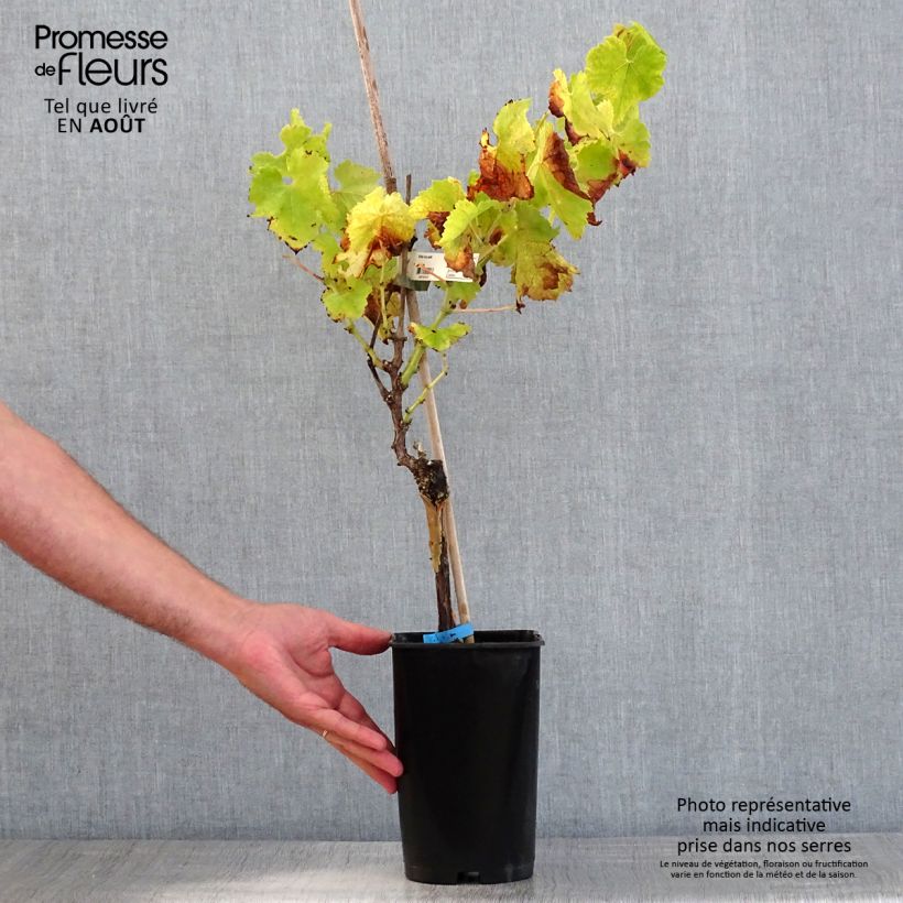 Esimerkki kesällä toimitetusta Vigne Ora Pot de 2L/3L-taimesta