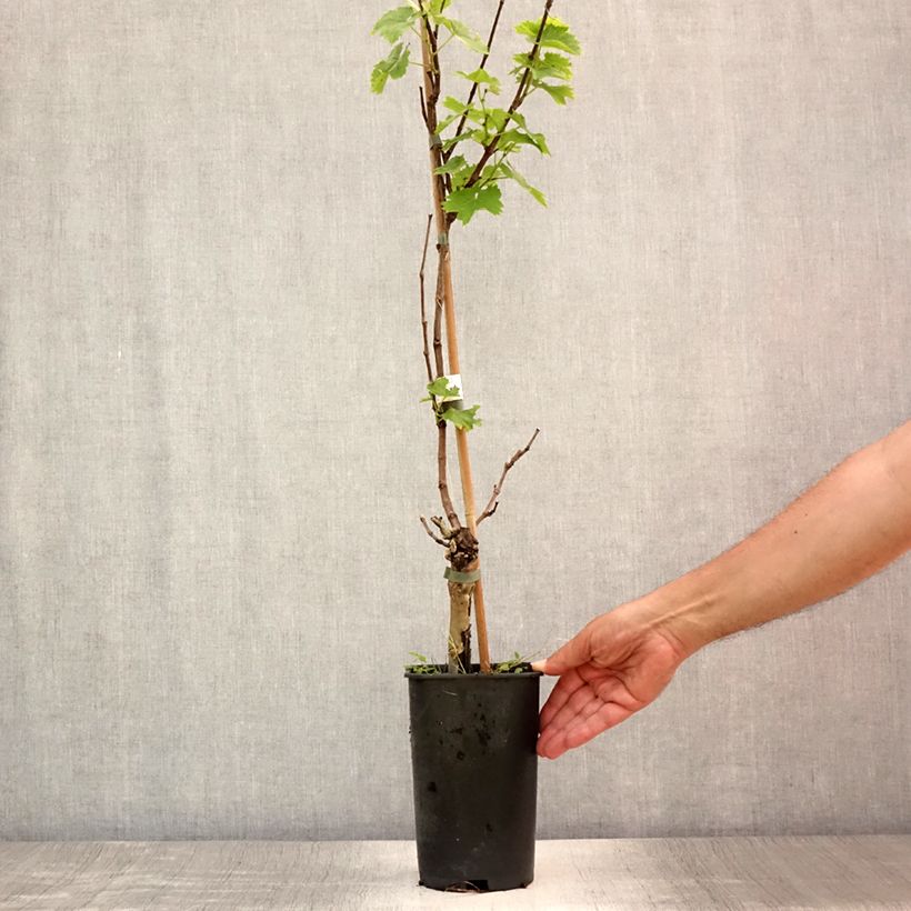 Esimerkki kesällä toimitetusta Aitoviiniköynnös Perle de Csaba Pot de 1,5L/2L-taimesta