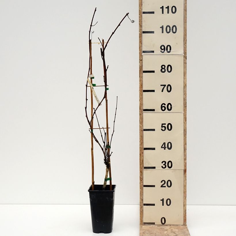 Esimerkki talvella toimitetusta Vigne Petit Verdot Pot de 2L/3L-taimesta