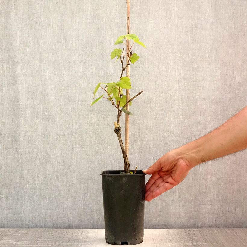 Esimerkki kesällä toimitetusta Vigne Pied de Perdrix Pot de 2L/3L-taimesta