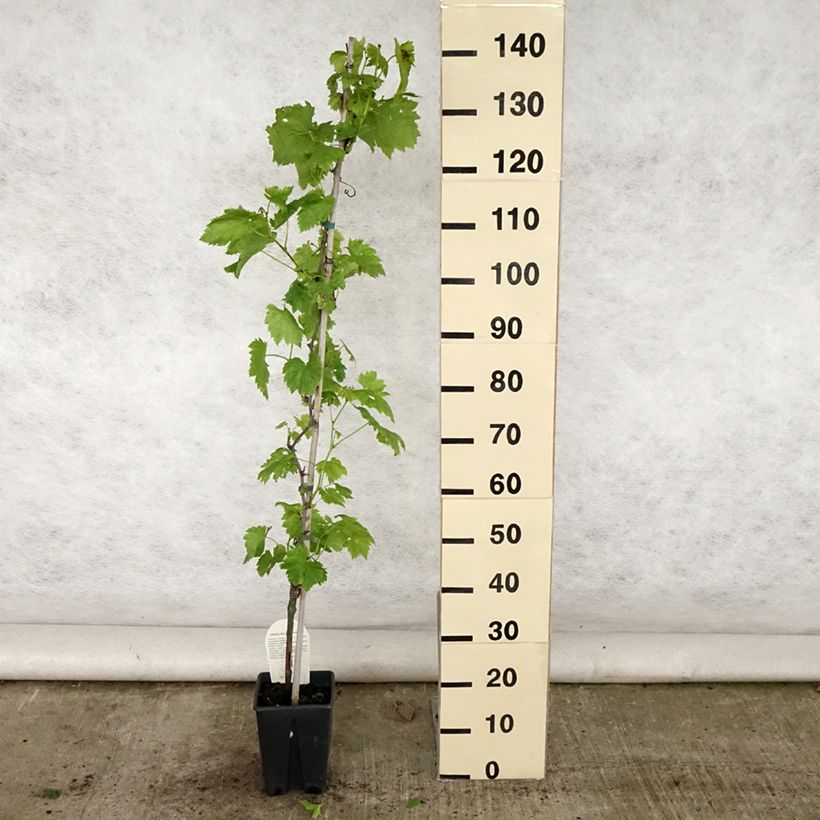 Esimerkki kesällä toimitetusta Aitoviiniköynnös Apirena Rossa Pot de 3L/4L-taimesta