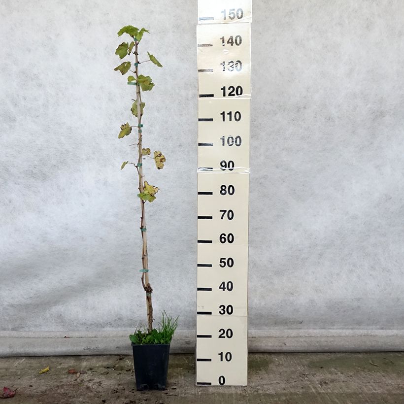 Esimerkki syksyllä toimitetusta Aitoviiniköynnös Sultanina Bianca (Thomson seedless) 1,5 litran / 2 litran kannu-taimesta