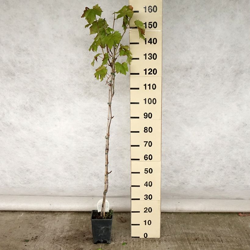 Esimerkki kesällä toimitetusta Aitoviiniköynnös Sultanina Bianca (Thomson seedless) Ruukku 1,5L / 2L-taimesta