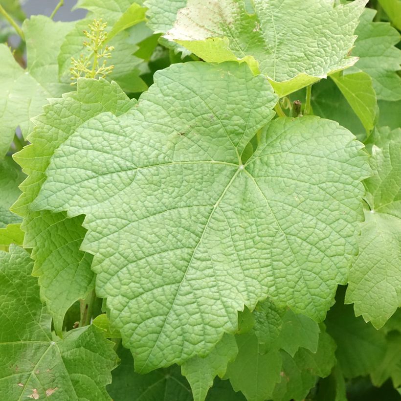 Aitoviiniköynnös (tuorekäyttö) Solaris (Lehvistö)