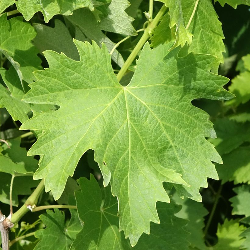 Aitoviiniköynnös Vermentino Bianco (Lehvistö)