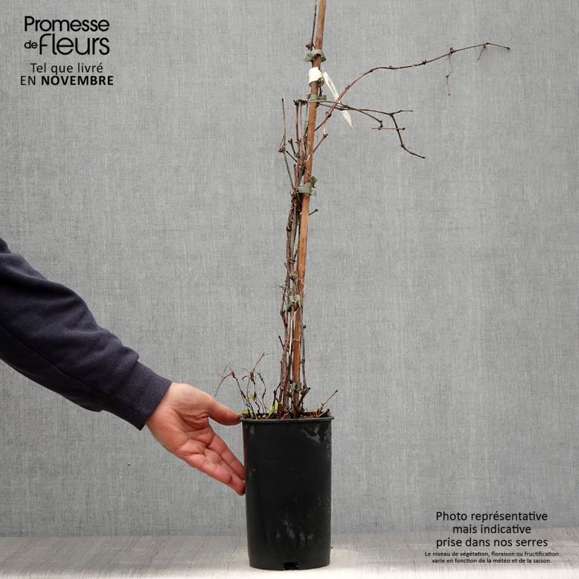 Esimerkki syksyllä toimitetusta Hopeaviini Elegans 3 litran/4 litran ruukku-taimesta