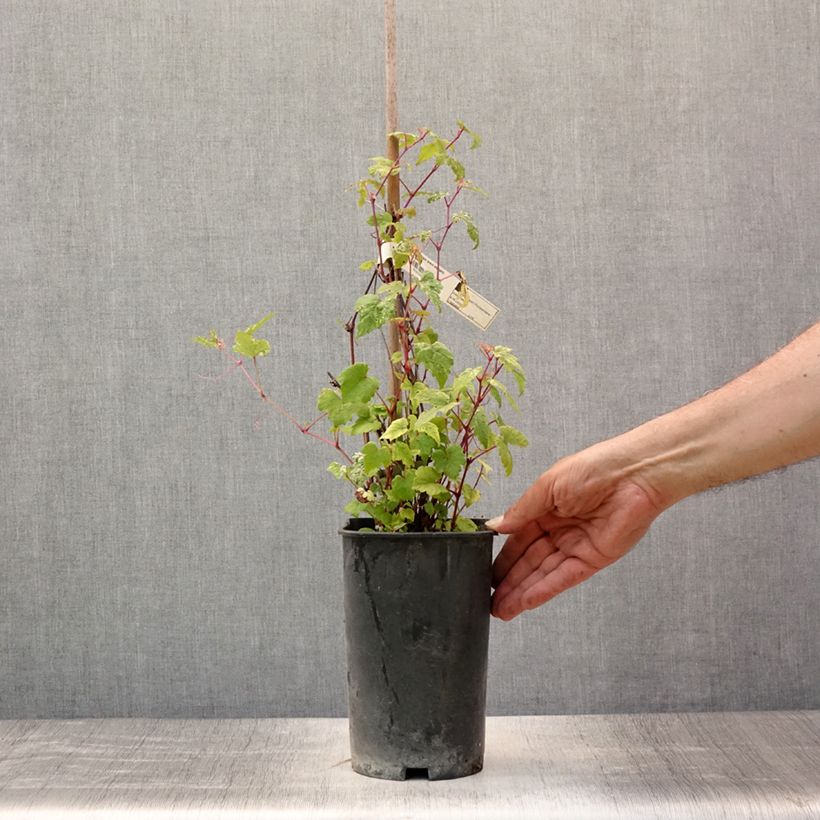 Esimerkki kesällä toimitetusta Hopeaviini Elegans Ruukku 3L / 4L-taimesta